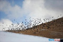 是一场以“芯”手艺驱动、以“声”临其境为方